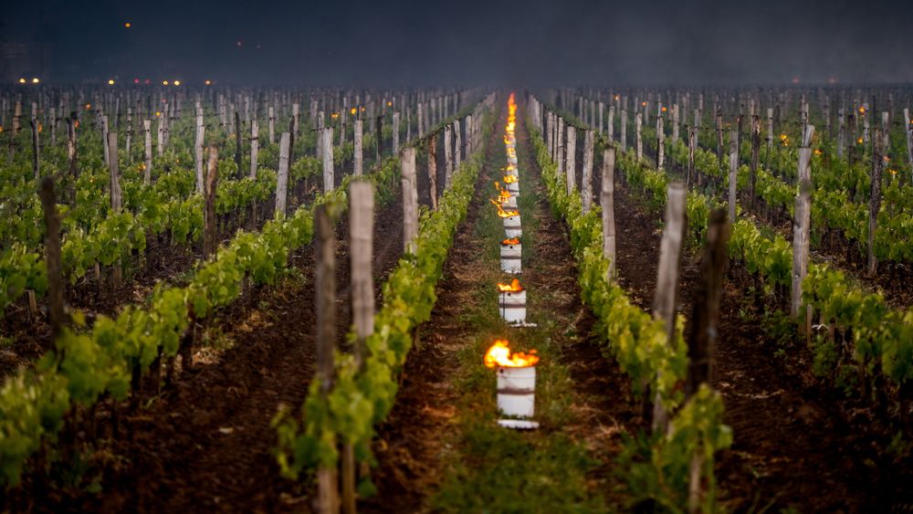 Forskerne skal undersøke hvordan druer og vin påvirkes av vektløshet. I tillegg til vinen var det 320 skudd fra vinranker med på turen ut i verdensrommet. Vinen er fra Bordeaux.