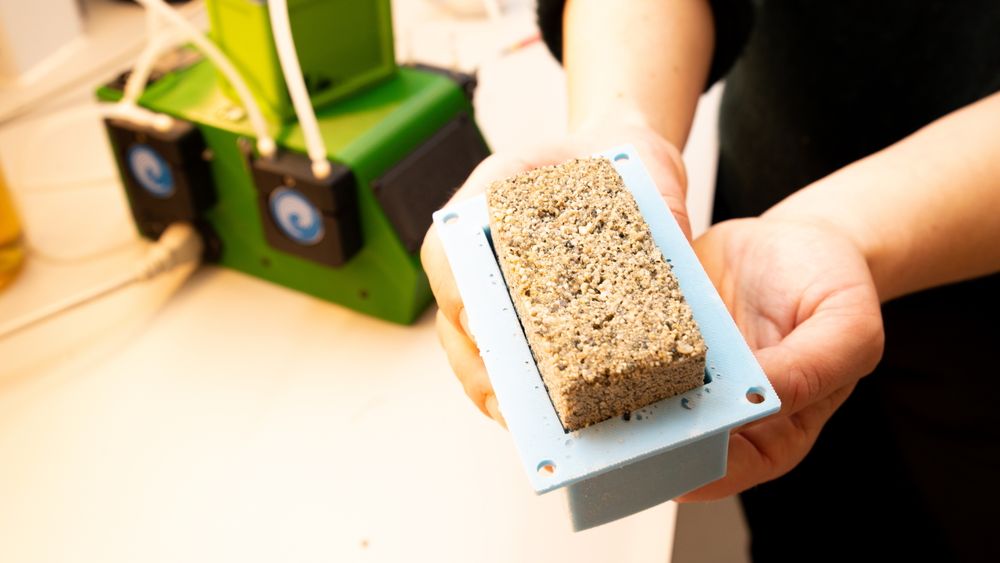 Blandingen av bakterier og sand i formen mates med finmalt kalkstein som løses opp delvis av en annen type bakterie, samt en løsning som inneholder urinstoff. Når de to bakteriene samarbeider dannes det kalsiumkarbonatkrystaller som holder sandpartiklene sammen. Etter tørking kan man ta små murstein ut av formen.