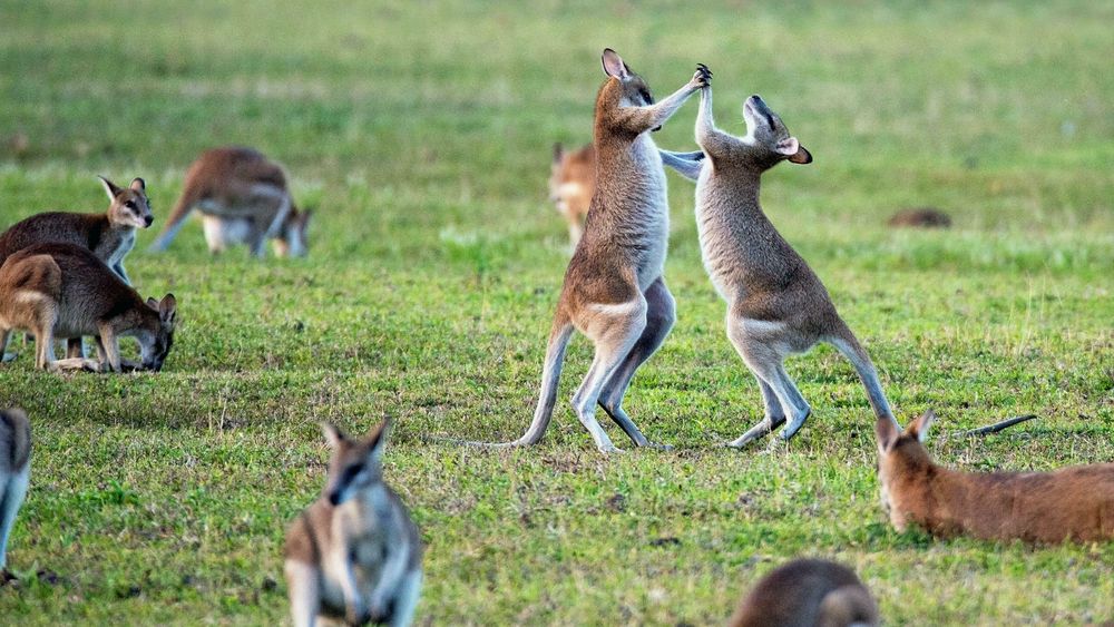 Kenguruer som lekeslåss i Trinity Beach, Australia.
