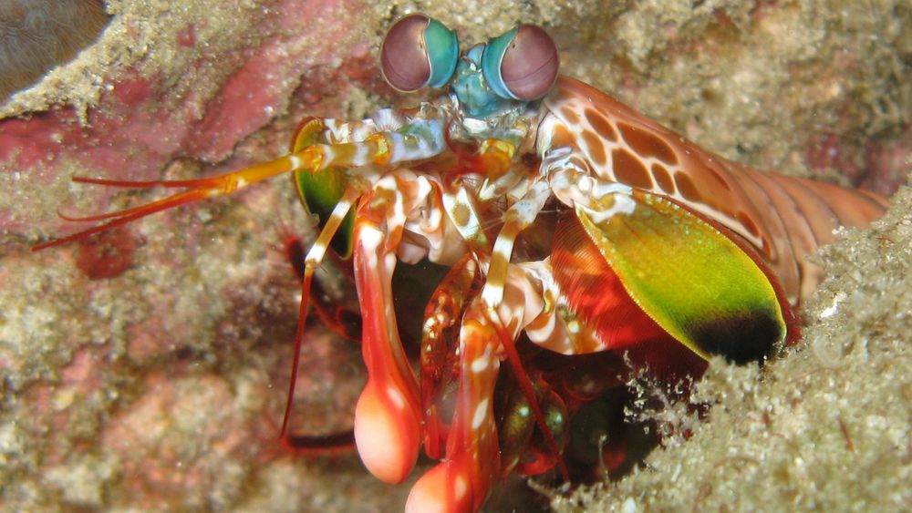 Hadde du hatt disse øynene ville du sett annerledes på mangt og mye. Nå kan i hvert fall mobiltelefonen din snart få bildesensorer som oppfatter like stort lysspekter som mantisreken gjør.