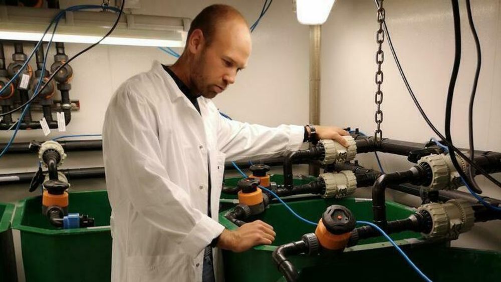 Tarald Kleppa Øvrebø, daglig leder i Shrimp Vision, vil bruke spillvarme fra industrien til å drive oppdrett av tropiske reker i Norge. 