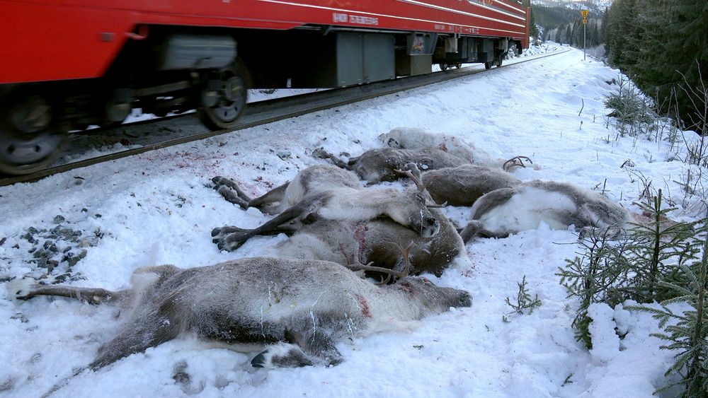 På Nordlandsbanen har 3000 rein blitt drept de siste fem årene, og jernbane tvers gjennom beiteland fra Fauske til Tromsø vil kunne få dyptgående konsekvenser, skriver artikkelforfatterne.