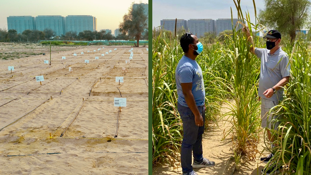 Etter fem måneder: Utenfor Dubai har Desert Control dyrket vannmelon, squash (zucchini) og perlehirse i ørkenen. Resultatet var 20-50 prosent vannbesparelse og økt avlingsutbytte fra 17-62 prosent for dette prosjektet. 