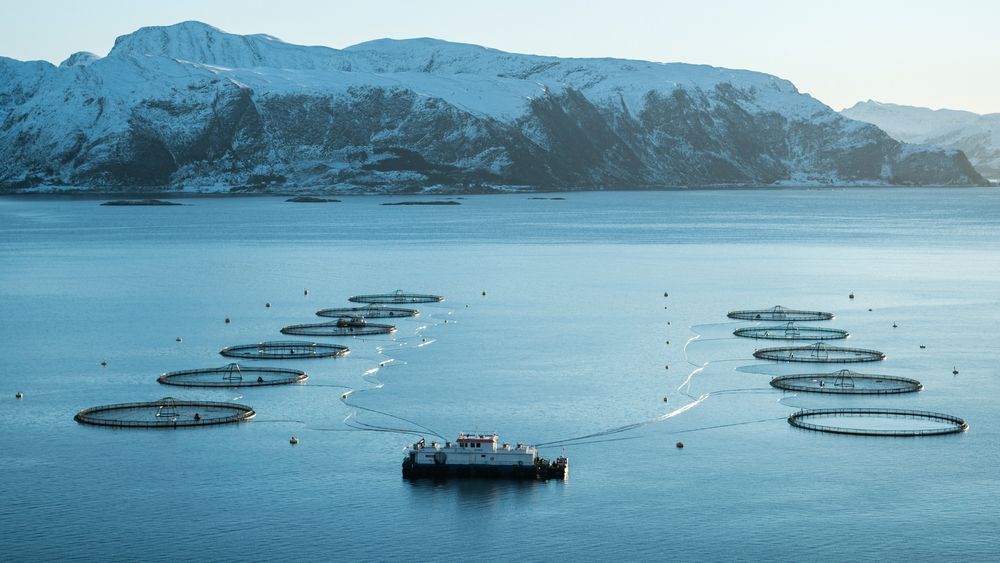 Mowi bytter installerer nå batteripakker på flere av sine  fôrflåter. Dette bildet er fra Beitveit i Vanylvsfjorden i Nordfjord.