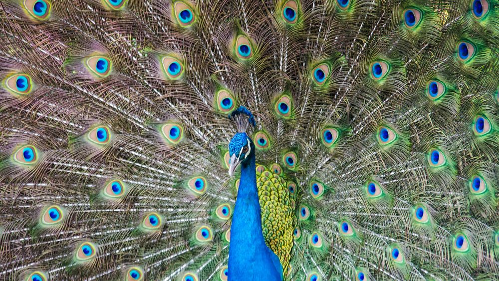 Påfuglens farger ser vi av helt andre grunner enn fargene i maling eller lakk.