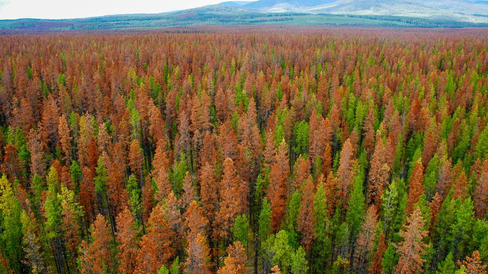 Trærne som skulle være friske og grønne, er rødbrune og på vei til å dø etter angrep av barkbiller i British Colombia, Canada.