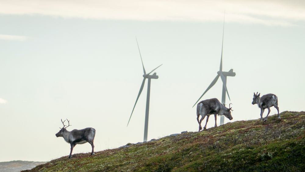 Reinsdyr vandrer rundt vindmøllene på Storheia vindpark, som er den største av vindparkene i porteføljen til Fosen Vind, og den andre av vindparkene som ble bygget. Da den ble overført til ordinær drift i februar 2020, var den Norges største med 80 turbiner og en installert effekt på 288 megawatt.