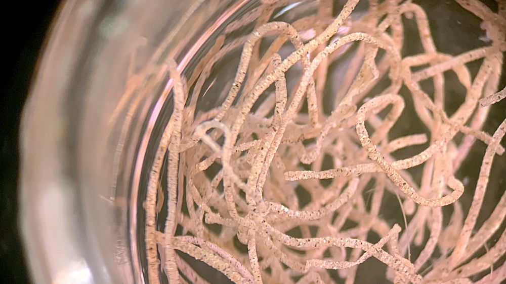 Forskere har funnet mikroplast i børstemarken galathowenia oculata.