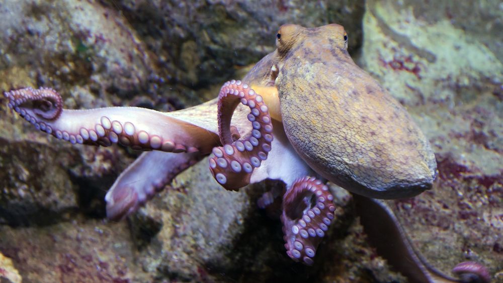 Forskere har nå funnet ut mer om hva som gjør blekkspruten så intelligent.