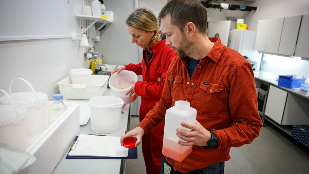 Rolf Edvardsen og Anna Wargelius forsker på genredigert laks. Her befrukter de lakseegg på forskningsstasjonen på Matre.