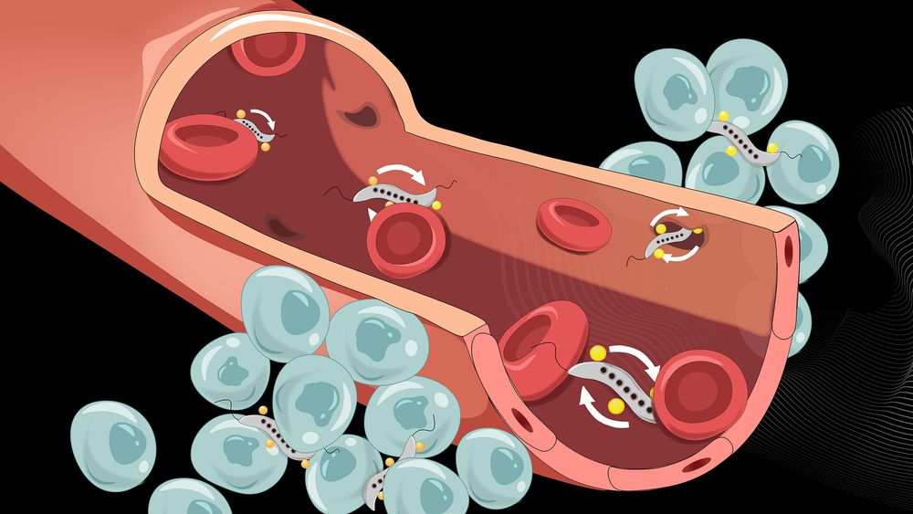 Magnetiske bakterier (grå) kan trenge gjennom blodåreveggen og styres inn i kreftcellene.