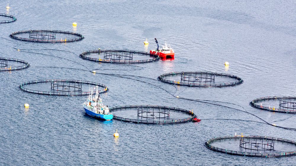 Investeringer på 40 milliarder er utsatt, kansellert eller nedskalert i havbruket etter at regjeringen foreslo den nye grunnrenteskatten, ifølge Sjømat Norge.