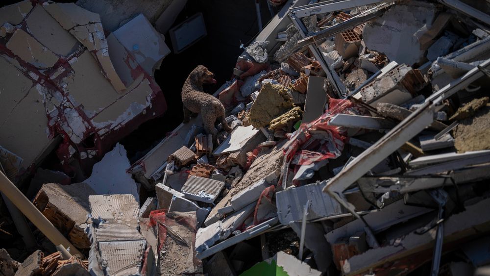 Hunden Dora, som jobber for spanske redningsarbeidere, undersøker en ødelagt bygning etter jordskjelvkatastrofen i Tyrkia. Over 41.000 menensker er hittil bekreftet døde etter jordskjelvene.