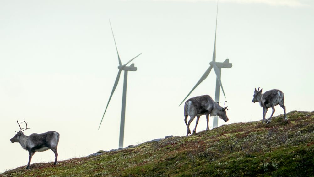 Fosen Vind vurderer å montere kameraer på vindmøllene som gjør at de kan stanse når reinsdyrene nærmer seg.