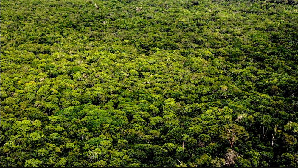 CO₂ er livets gass ifølge flere alternative medier. En økt andel av denne klimagassen i atmosfæren vil føre til økt planteliv og ha en positiv effekt. Her planteliv fra de dype skogene i Amazonas.