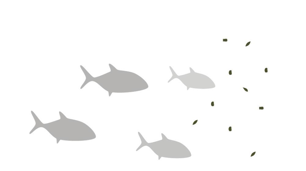 Siste steg - resten brukes som fiskefôr: Den gjenværende biomassen filtreres først på et båndfilter, før det tørkes. Restproduktet inneholder antioksidanter, mineraler, vitaminer og proteiner, og kan for eksempel brukes til fiskefôr.