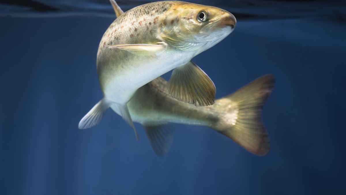 Ny metode avslører hvordan fisken har det | Tu.no