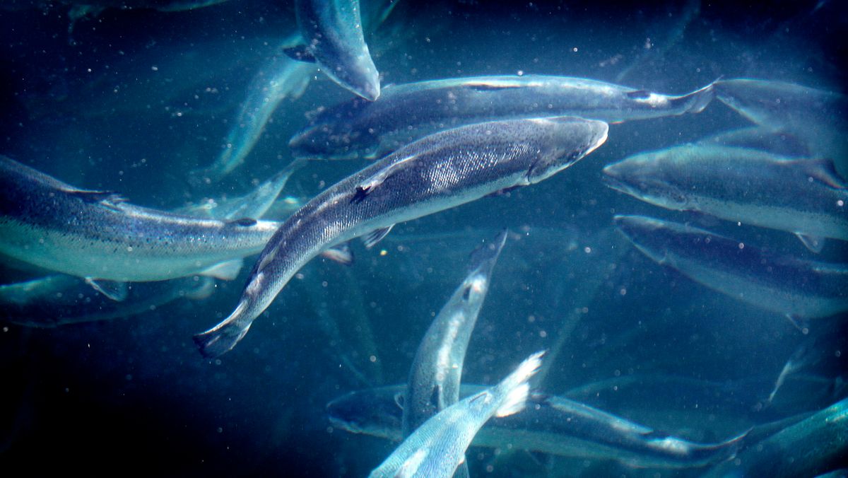 Rapporto: la cacca di pesce norvegese può fornire elettricità a 600.000 case