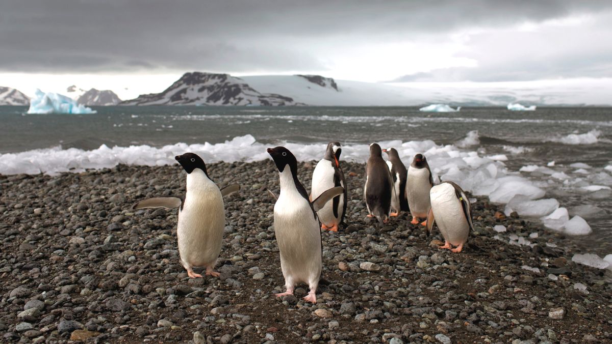 Big changes in Antarctica: – Bad news for the planet
