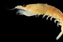 Omega-3 fra Antarktisk krill (Euphausia superba) er milliardbutikk. Bak ligger flere teknologikonflikter.
