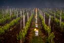 Forskerne skal undersøke hvordan druer og vin påvirkes av vektløshet. I tillegg til vinen var det 320 skudd fra vinranker med på turen ut i verdensrommet. Vinen er fra Bordeaux.