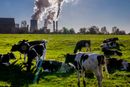 En gruppe kyr foran det kullfyrte varmekraftverket Niederaussem i Tyskland. Mer enn 40 land har forpliktet seg til å fase ut kull i løpet av 2030- og 2040-tallet.