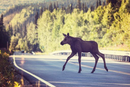 I Norge er hjort og elg blant de farligste dyrene en trafikant kan kjøre på. Gründerne i IMSA Knowledge Company håper deres varslingssystem kan gi en kraftig reduksjon av de om lag 2000 årlige påkjørslene.