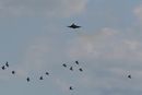 Et amerikansk F-35A jagerfly i luften med masse fugler rundt.
