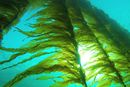 Seaweed Energy Solutions sin patentert metode gjør at taren vokser tettere på flakene og er enklere å høste enn viltvoksende tare.