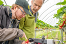 Anders H. Hansen (t.v.) i Sintef og Jens Petter Wold i Nofima tester FragoPro i en jordbærtunnel ved NMBU på Ås.