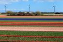 Mye vind i Nederland er hovedårsaken til negative strømpriser torsdag. Bildet er fra Alkmaar i Nederland.