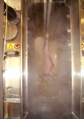 SuperkjølingTermisk behandling av slakteskrotter: Ved å gi kjøttstykker og slakteskrotter varmesjokk i overflaten drepes bakterier.