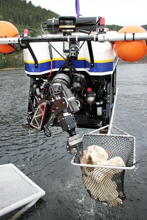 BilligereForskerne ved Sintef har brukt miniubåt for å hente interessante organismer opp fra dypet i Trondheimsfjorden.