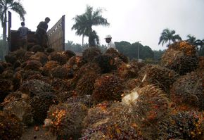 Biodieselproduksjon av palmeolje, Indonesia <i>Bilde:  STRINGER/INDONESIA</i>