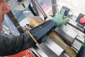 Kappe- og sløyemaskinen er utført i syrefast stål og er hydraulisk drevet. <i>Foto: Havfront</i>