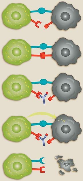 Nye legemidler: Immuncellen (grønn) oppdager kreftcellen (svart) ved å gjenkjenne overflaten som noe fremmed. Kreftcellen har andre proteiner (røde) på overflaten som kan brukes til å stoppe angrepet fra immuncellen. Nye legemidler (antistoff, i blått) hindrer at immuncellen mottar stoppsignalet. Når immuncellen ikke får stoppsignalet, sender den ut enzymer (gul pil) som dreper kreftcellen. Illustrasjon: Kristin Granli/Kreftforeningen. <i>Foto: Illustrasjon</i>
