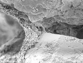 Biosement: Bildet er tatt med et scanning elektronmikroskop i 1300x forstørrelse og viser hvordan bakteriene har laget en «bro» av kalsiumkarbonat mellom to sandkorn i BioZEment-materialet. <i>Foto: Yi Jing Phua</i>