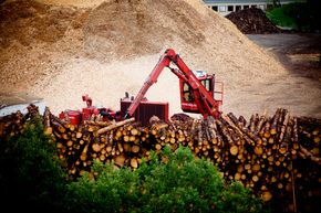 Råstoff til trekull: Norsk skog kan bli et godt råstoff for industrielt trekull. <i>Foto: Elkem</i>