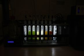 Algeprøver i laben til Sintef Ocean. <i>Foto: Tore Stensvold</i>
