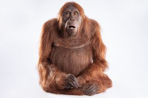 Mimikk: Ansiktet til orangutangspionen kan bevege seg på 36 ulike måter <i>Foto: Stephen Downer</i>