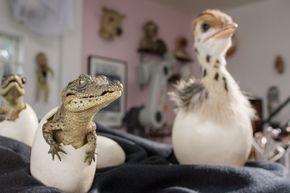Klekkes: Både krokodille- og strutsrobotene ble klekket ut fra egg for å observere foreldrenes omsorg. <i>Foto: Stephen Downer</i>