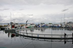 Dieseldrevne arbeidsbåter ligger tett i tett fra ulike leverandører på Skansen i Trondhiem under AquaNor. En merd fra Lerøy har også fått plass i havna. <i>Foto:  Tore Stensvold</i>