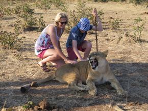 Afrikasafari: Irene og sønnen Stian klapper en tam løveunge i Zimbabwe. Familien rakk innom fem land i sommer. <i>Foto: Privat </i>