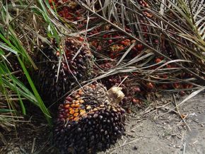 Frukten fra oljepalme, som brukes til å fremstille palmeolje. <i>Foto:  Tornasole/unntatt opphavsrett</i>