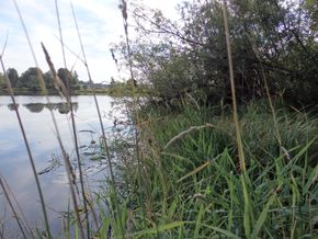 Åkersvika naturreservat ligger i utkanten av sentrum av Hamar. Her et bilde fra forrige sommer. <i>Foto:  Nye Veier</i>