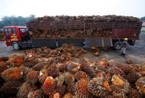 Palmeoljefrukter lesses av lastebil ved en palmeoljefabrikk i Indonesia i 2014. <i>Foto:  Samsul Said / Reuters / NTB Scanpix</i>