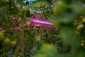 Ny LED-belysning: Som et av de første veksthusene i Norge har tomatplantene på Mære landbruksskole fått installert denne typen lys. Diodene har en levetid på 50.000 timer. <i>Foto:  Havard Zeiner</i>