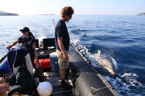 Den raskeste delfinen deres kan finne en sjømine på 30 sekunder. <i>Foto:  U.S. Navy photo</i>