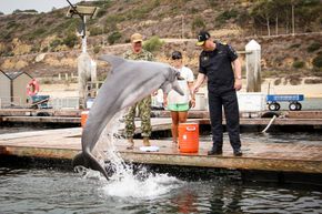 Delfinene får litt fisk som takk for innsatsen. <i>Foto:  U.S. Navy photo</i>