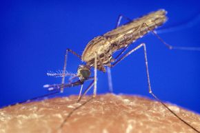 Stikkmyggen Anopheles gambiae er den eneste myggen som er bærer av malaria-parasitten, og derfor kan smitte med den. <i>Foto:  Wikipedia/James Gathany</i>